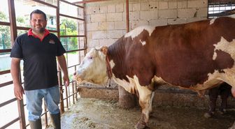 Hatay'da 1 ton 130 kilogramlık 'Emir' adlı dana alıcısını bekliyor
