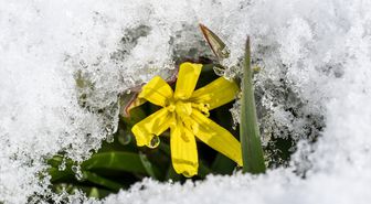 Kars'ta baharda çiçekler kar altında kaldı
