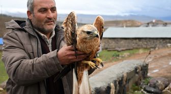 Kars'ta yaralı bulunan kızıl şahin, tedavi altına alındı