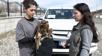 Kars'ta yaralı bulunan kızıl şahin tedavi altına alındı