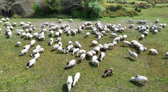Kızılırmak Deltası yayla göçündeki sürülere ev sahipliği yapıyor