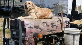 Köpek 'Betty', Abdullah dedenin yoldaşı oldu