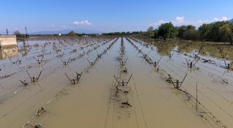Manisa'da Gediz Nehri'nin taşması sonucu bağlar su altında kaldı
