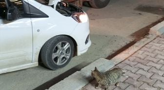 Mardin'de aracın motor bölümünde mahsur kalan 4 yavru kedi kurtarıldı