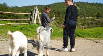 Minik çobanlar yetiştirdikleri kuzu ve oğlaklarla dereceye girmek için yarışacak