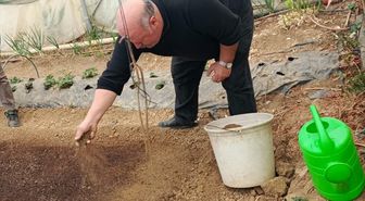 Pazaryeri'nde tütün tohumları toprakla buluşturuldu