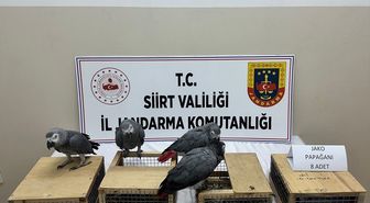 Siirt'te bir araçta 8 papağan ele geçirildi