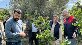Silifke'de sağanak ve doludan etkilenen tarım alanlarında hasar tespiti yapılıyor