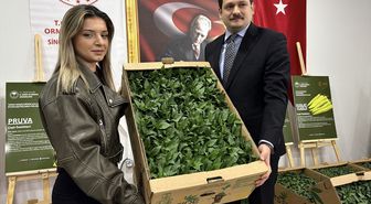 Sinop'ta üreticilere 135 bin sebze fidesi dağıtıldı