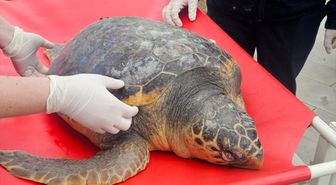 Tekirdağ'da ölü bulunan caretta caretta incelemeye alındı