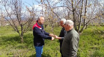 Tosya'da tarım ürünleri zirai dondan etkilenmedi