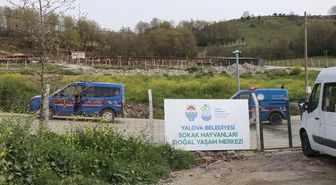 Yalova'da barınakta köpek ölümleri iddiası üzerine soruşturma başlatıldı