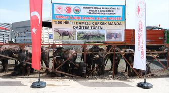 Yozgat'ta besicilere damızlık manda dağıtıldı