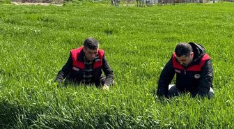 Elazığ'da hububat üreticilerine kök ve kök boğazı hastalık uyarısı