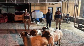 Kilis'te kayıp küçükbaş hayvanlar bulundu