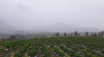 Sason Çileği Hasatı Yağmur ve Dolu Nedeniyle Gecikti