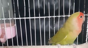 Denizli'deki petshop denetimlerinde 14 papağan ile 150 su kaplumbağasına el konuldu