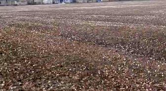 Özalp'te baharın müjdecisi çiğdemler açtı