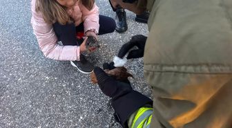 Kanala düşen iki yavru kedi kalp masajıyla hayata döndü