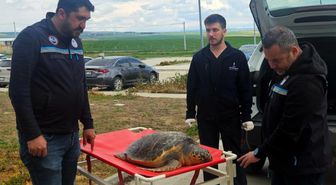 Tekirdağ'da balıkçıların ağına ölü caretta takıldı