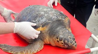 Tekirdağ'da ölü bulunan caretta caretta incelemeye alındı