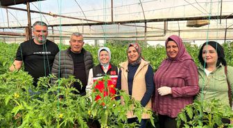 Aksu'da örtü altı tarımda yıllık yaklaşık 370 bin tonluk rekoltenin tamamı kadın çiftçilerin emeğiyle üretiliyor