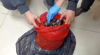 Bursa ve Balıkesir'de eş zamanlı operasyon: Tonlarca midye ele geçirildi