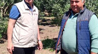 Didim'de zeytin üreticilerine zararlı uyarısı