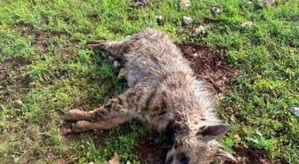 Köpeklerin saldırdığı sırtlan telef oldu