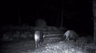 Domuz sürüsü fotokapana yakalandı