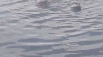 Ereğli Sahilinde Su Samuru Ailesi Görüntülendi