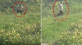 Avcılar'da köpeğe kemerle şiddet uygulayan şüpheli aranıyor