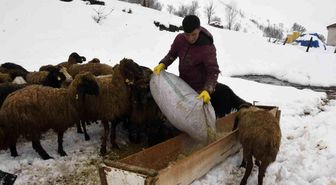Bitlis'te kış mevsiminin uzaması küçükbaş hayvancılığı vurdu