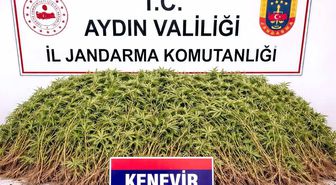 Nazilli'de uyuşturucu operasyonu
