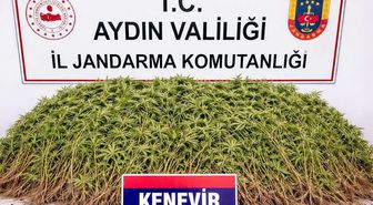 Zeytin bahçesindeki sera içerisinde 208 kök Hint keneviri ele geçirildi