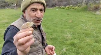 Diyarbakır kırsalında çıkan mantarlar toplanmaya başlandı