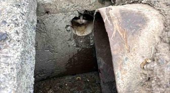 İskenderun'da rögar borusuna düşen yavru kediler kurtarıldı