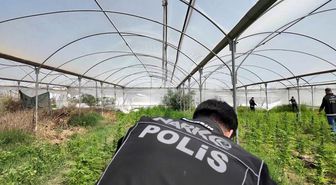 Mersin'de seraya baskın: Binlerce kök Hint keneviri ele geçirildi