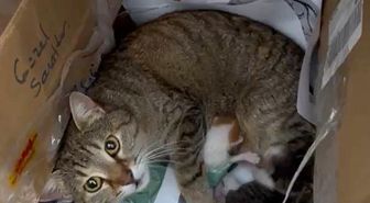 Okulun maskot kedisi yavrularını öğretmenler odasına taşıdı