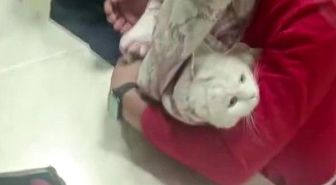 Ayağı lavabo giderine sıkışan kediyi itfaiye kurtardı