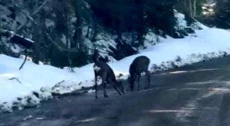 Kastamonu'da karacalar su içerken görüntülendi