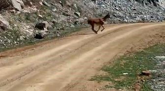 Kayalıklardan süzülen zarafet kameralarda