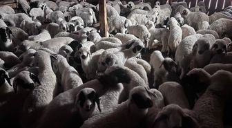 Sürülerde bahar hareketliliği: Kuzular annelerini böyle buldu
