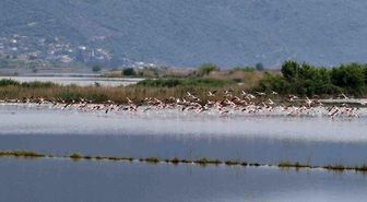 Su altında kalan arazilerde flamingolar görsel şölen oluşturdu