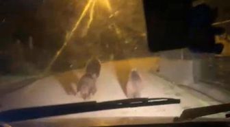 Zonguldak'ta aç kalan ayılar köye indi