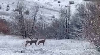 Erzincan'da doğada beslenen kızılgeyikler görüntülendi