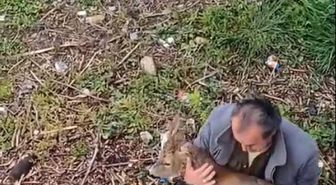 Görele'de araçlara çarpan yaralı karaca derede bulundu