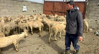Kurbanlık parasıyla evlenmişti şimdi doğacak bebeği için kullanacak