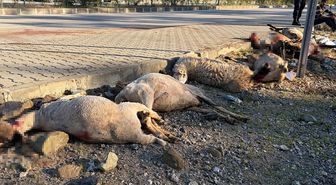 Motosiklet koyun sürücünün arasına daldı: Sürücü yaralandı, 8 koyun öldü
