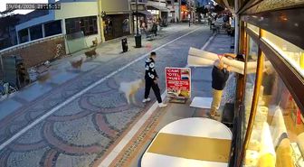 Sokak köpeği saldırısında bir kişi yaralandı